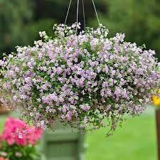 Blutopia Flower Seeds for Planting, Heirloom, Non-GMO, 100 pcs