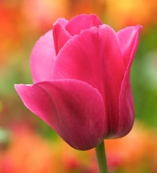 Pink Tulip Flower Seeds for Planting – Vibrant, Heirloom, Non-GMO, Garden Flowers