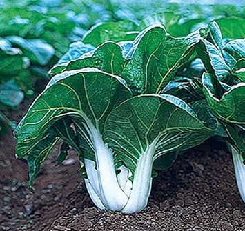 White Choi Bok Choy Seeds for Planting - 100 Pcs pcs