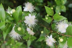 Organic Myrtle Flower Seeds for Planting ƒ?? Heirloom, Non-GMO