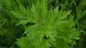 Blumea Plant Seeds for Garden Planting - NON GMO Seeds