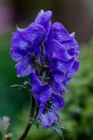 Monkshood Flower Seeds for Planting, 100 Pcs pcs