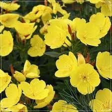 Oenothera Missouriensis Flower Seeds – Heirloom Non-GMO Seeds for Evening Bloom and Garden Planting