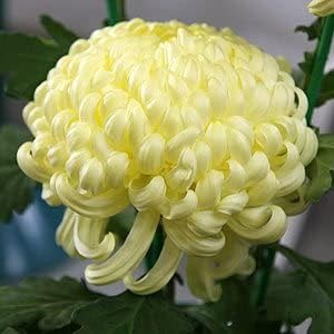 Heirloom Non-GMO Light Yellow Chrysanthemum Flower Seeds for Elegant Fall Garden Planting
