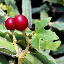 10pcs Cissus Fruit Seeds - Hardy Vining Plant for Growing Tropical Fruits 100 Pcs pcs