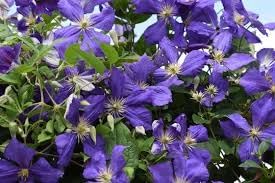 Heirloom Clematis Hybrida Climbing Flower Seeds, Non-GMO Vining Flowers for Planting - Clematis for planting in home garden