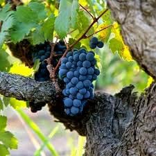 Grape Fruit Seed for Planting - Dark Blue Color Variety, Garden Seeds for Home, Heirloom Seeds