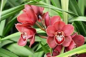 Milii Flower Seeds for Planting - NON GMO Seeds