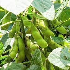Green Edamame Soybean Glycine max seeds for garden planting