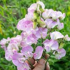 Lathyrus Latifolius Seeds for Planting – Organic, Heirloom, Non-GMO Flower Seeds