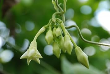 Loroco Plant Seeds for Planting - NON GMO Seeds