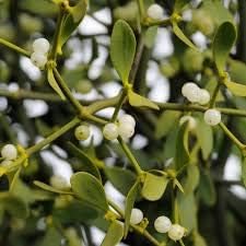 Mistletoe White Plant Seeds for Planting NON GMO Seeds