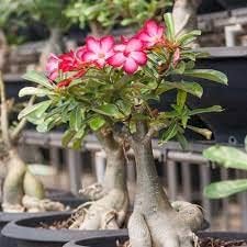 Adenium Obesum Flower Seeds for Planting ƒ?? Fresh, Organic, Heirloom, Non-GMO Desert Rose Seeds