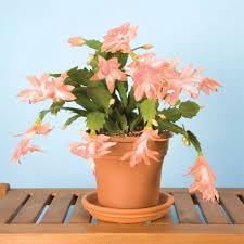 Heirloom Non-GMO Schlumbergera Flower Seeds for Planting – Christmas Cactus Blooms