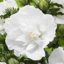 Hibiscus Syriacus Flower Seeds – Heirloom, Non-GMO Flower Seeds for Planting - Syriacus for planting in home garden