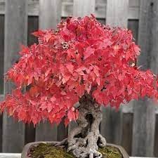 Heirloom Maple Flower Seeds for Planting, Non-GMO