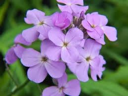 Hesperis Flower Planting Seeds for Garden NON GMO Seeds
