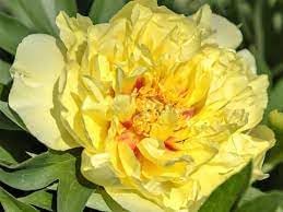 Paeonia Flower Seeds for Planting - 100 Pcs pcs
