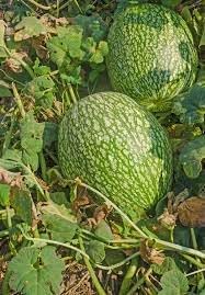 Chilacayote Vegetable Seeds for Planting - 100 Pcs pcs