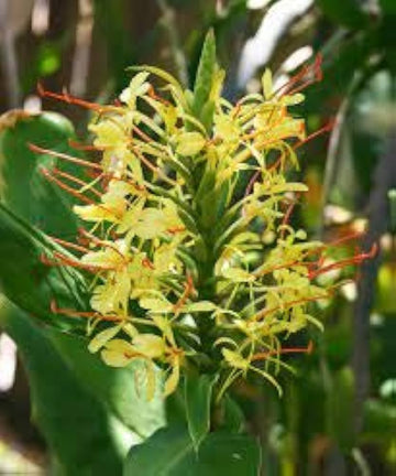 Yellow Fragrant Flower Seeds for Planting - NON GMO Seeds