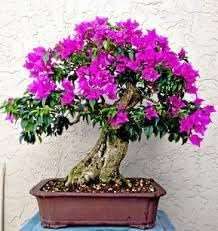 Lagerstroemia Indica Crape Flower Seeds for Planting Hierloom Flower Seeds