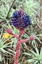Heirloom Non-GMO Purple Puya Plant Seeds – Exotic Flower Seeds for Garden Planting