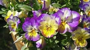 Heirloom Non-GMO Johnny Jump-up Viola Flower Seeds for Planting – Colorful Blooming Flower Seeds - Non-GMO for planting in home garden