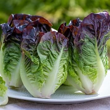 Red Green Lettuce Seeds for Planting - 100 Pcs pcs