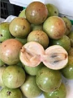 Fresh Vietnam Milk Melon Fruit Seeds for Planting Light Pale Pink 100 Pcs pcs