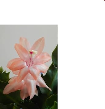 Zygocactus Peach Flower Seeds for Planting – Organic, Heirloom, Non-GMO Christmas Cactus Seeds