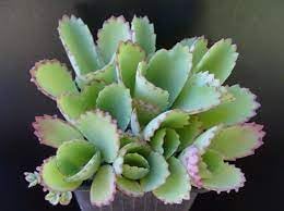 Organic Kalanchoe Plant Seeds for Planting – Heirloom, Non-GMO for planting in your garden.