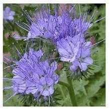Heirloom Lacy Phacelia Flower Seeds for Garden Planting, Non-GMO, Pollinator-Friendly Wildflower Blooms for planting in home garden