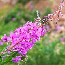 Epilobium Angustifolium Flower Seeds – Heirloom Non-GMO Seeds for Wildflower Garden Planting