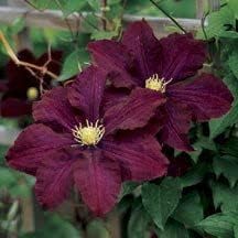 Burgundy Clematis Flower Seeds – Heirloom Non-GMO Seeds for Garden Planting