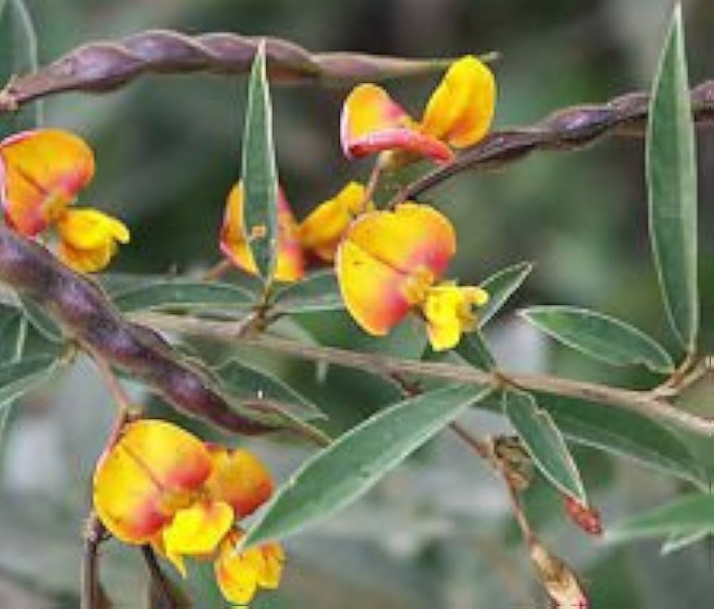 Yellow Cajanus Cajan Flower Seeds for Planting - NON GMO Seeds seeds for planting in home garden