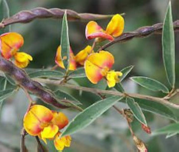 Yellow Cajanus Cajan Flower Seeds for Planting - NON GMO Seeds