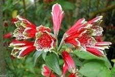 Red Alstroemeria Psittacina Seeds - Heirloom Non-GMO Planting Flower Seeds