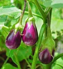 Eggplant Vegetable Seeds for Planting - 60 pcs