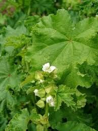 Chinese Mallow Vegetable Seeds – Edible Leafy Green Variety 100 Pcs pcs