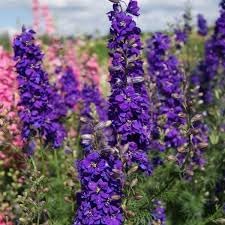 Delphinium Lavender Flower Seeds for Planting - NON GMO Seeds