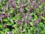Violet Ocimum Flower Seeds for Planting - 100 pcs