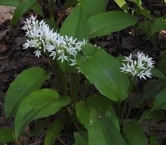 Ursinum Flower Seeds for Planting - NON GMO Seeds