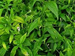 Heirloom Andrographis Plant Seeds for Garden Planting, Non-GMO, Medicinal Herb for Wellness Gardens