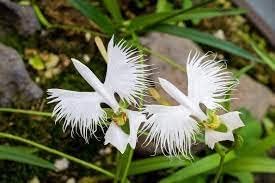 Japanese Egret White Orchid Flower Seeds for Garden Planting - NON GMO Seeds