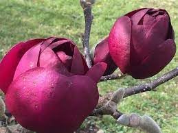 Heirloom Non-GMO Tulip Tree Flower Seeds for Planting – Rare Ornamental Flower Seeds
