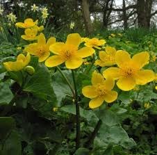 Heirloom Marsh Marigold Seeds – Non-GMO Flower Seeds for Planting