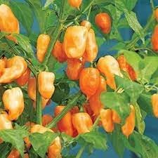 Habanero Capsicum chinense seeds for garden planting