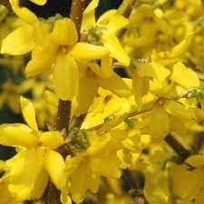 Trifoliate Forsythia Flower Seeds for Planting - NON GMO Seeds