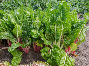 Swiss Chard Plant Seeds for Planting - 100 Pcs pcs