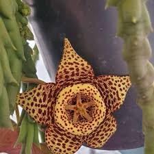 Stapelia Variegata Flower Seeds – Heirloom Non-GMO Starfish Cactus Seeds for Garden Planting